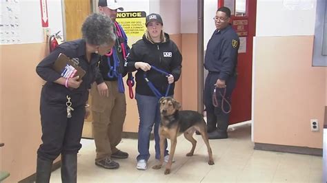 Detroit animal control - A Detroit Animal Care and Control spokesperson stated that the couple was fined and the dog had been quarantined and later returned to them. Additionally, the spokesperson mentioned that the dog in question was among the three dogs who were involved in the attack on Harold Phillips. Roy Goodman was …